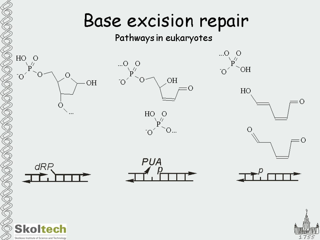 Base excision repair Pathways in eukaryotes